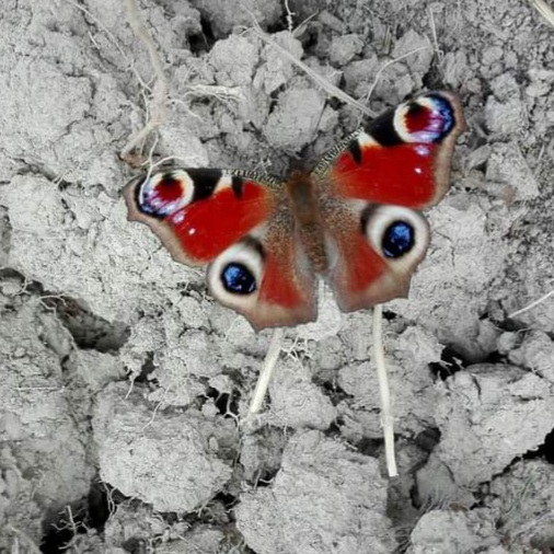 Aglais io (Nymphalidae)